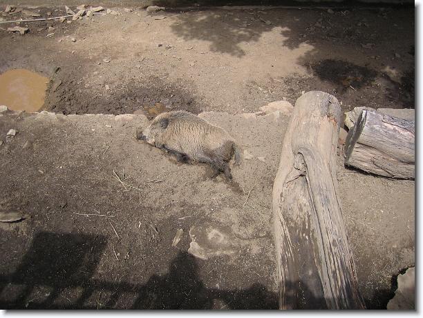 Diapositiva siguiente